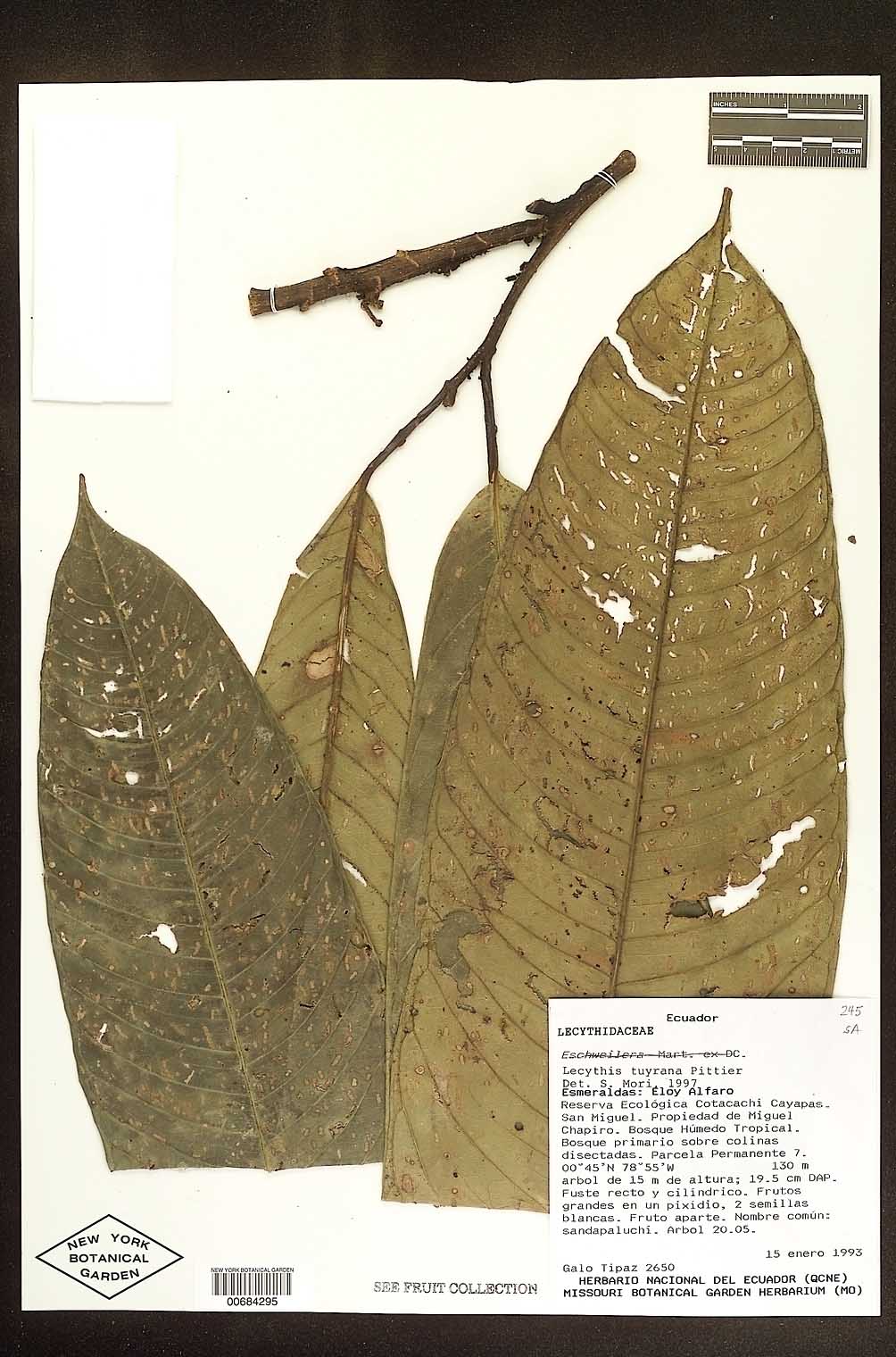 Eschweilera awaensis image