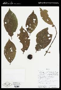 Solanum anisophyllum image