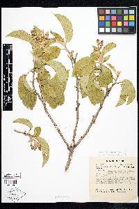 Solanum hypaleurotrichum image