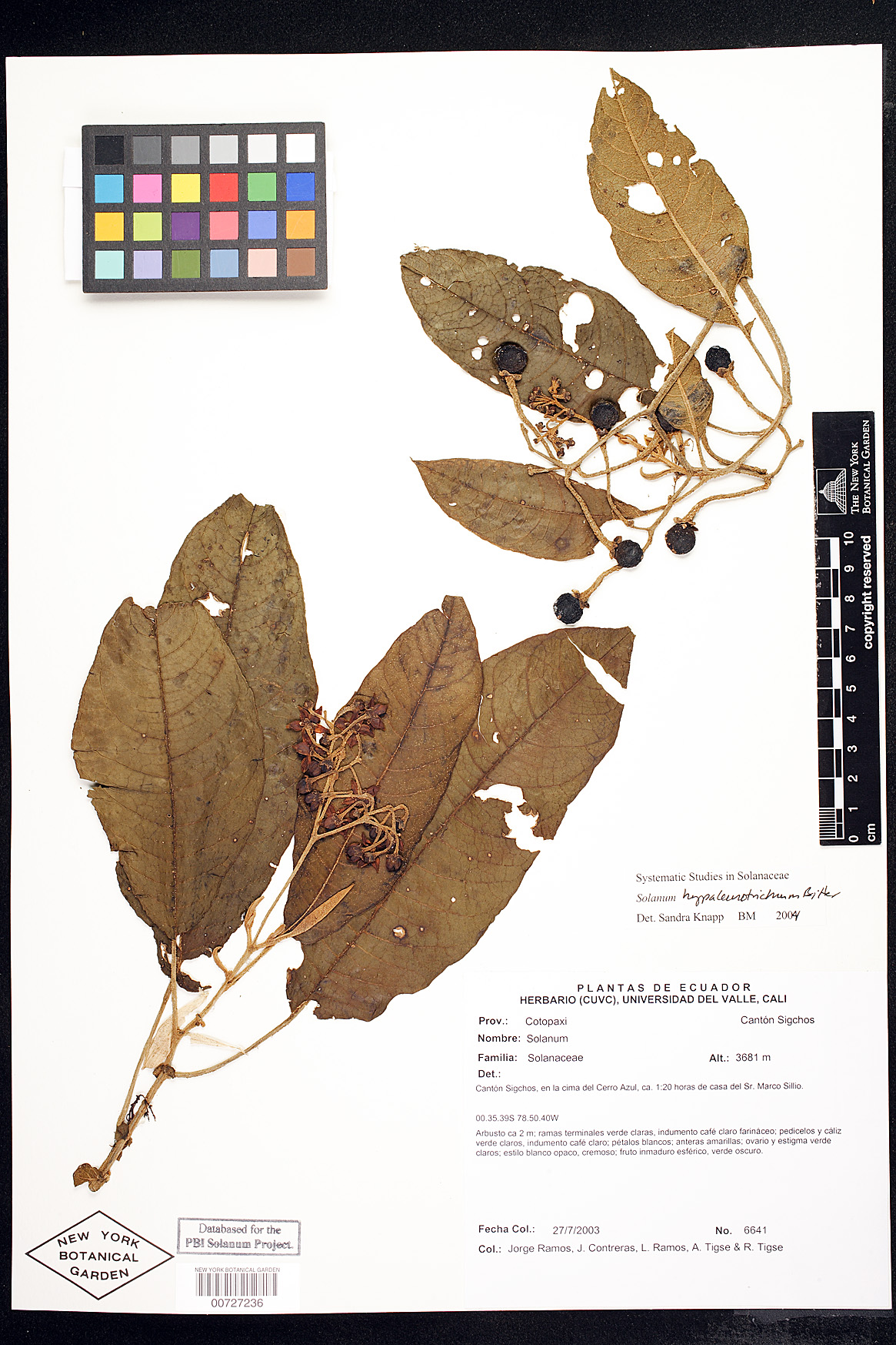 Solanum hypaleurotrichum image