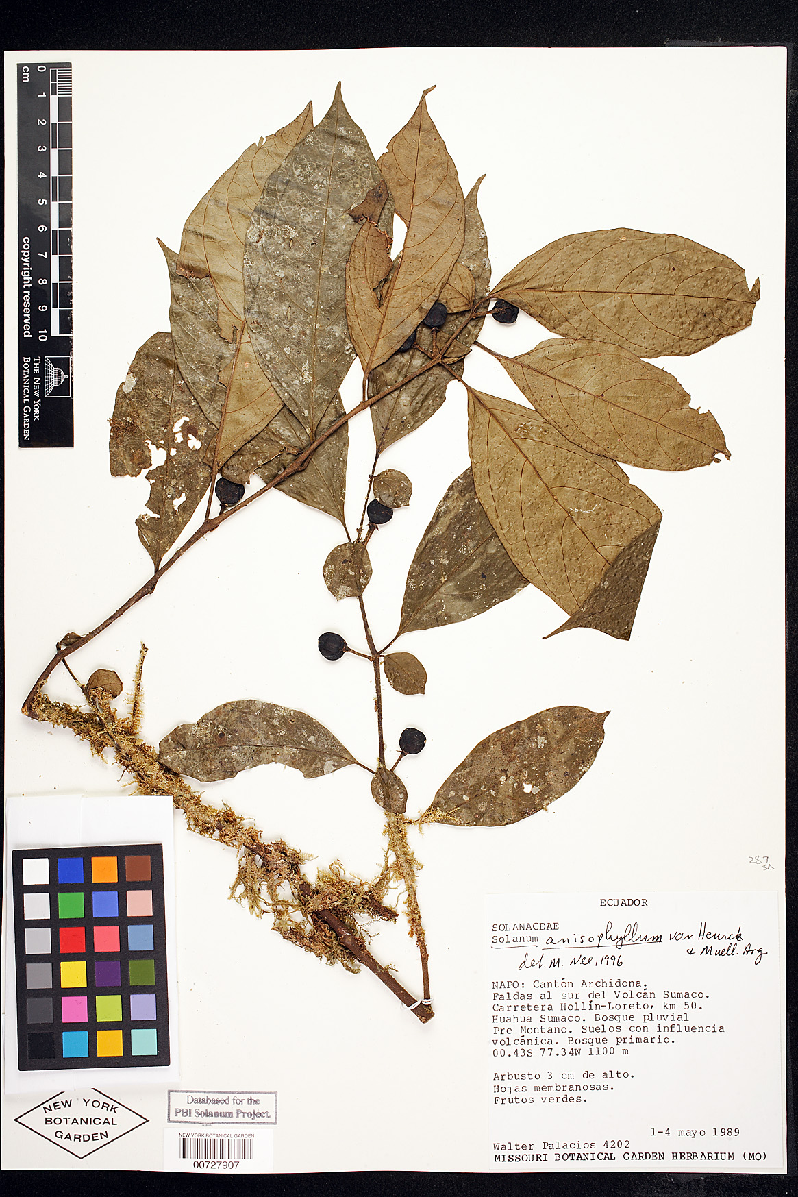Solanum anisophyllum image