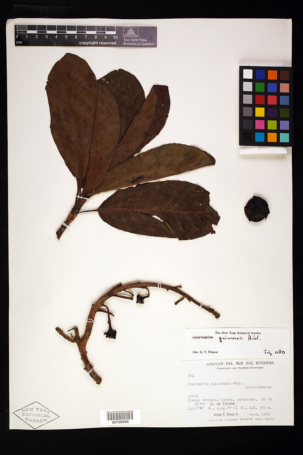 Couroupita guianensis image