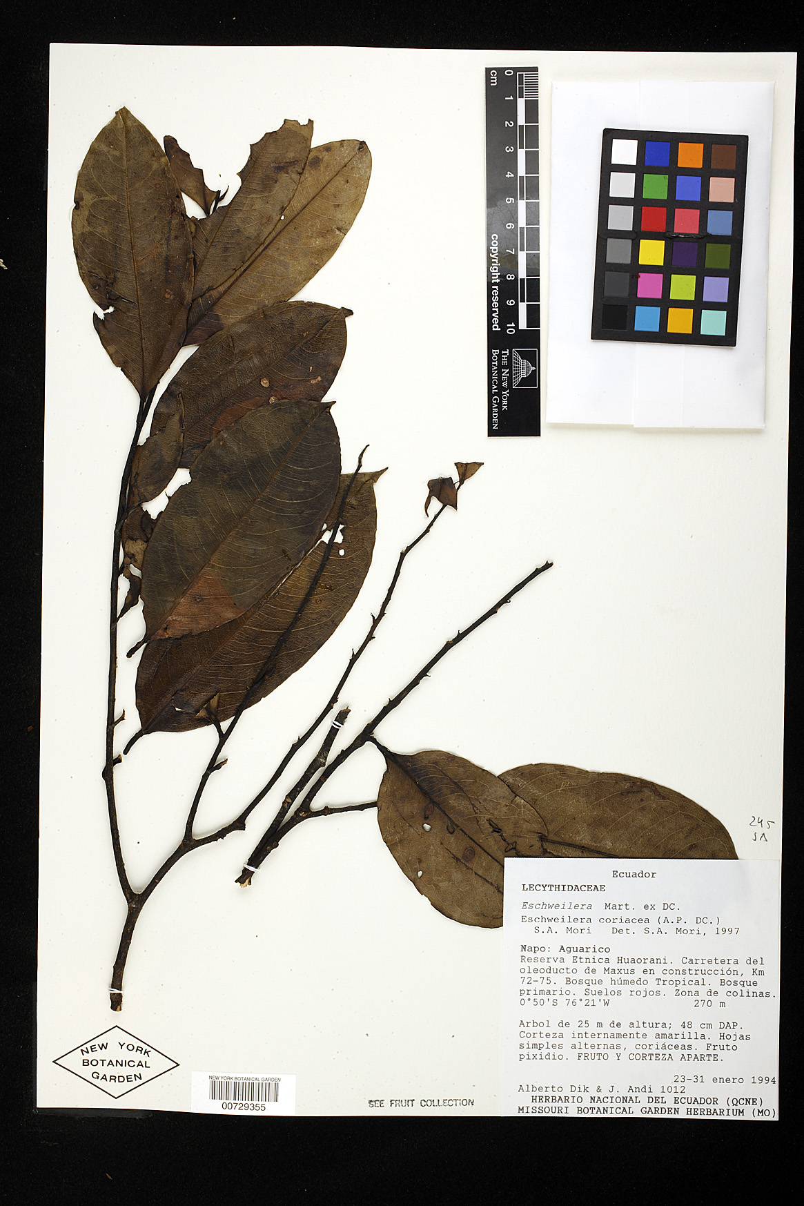 Eschweilera coriacea image