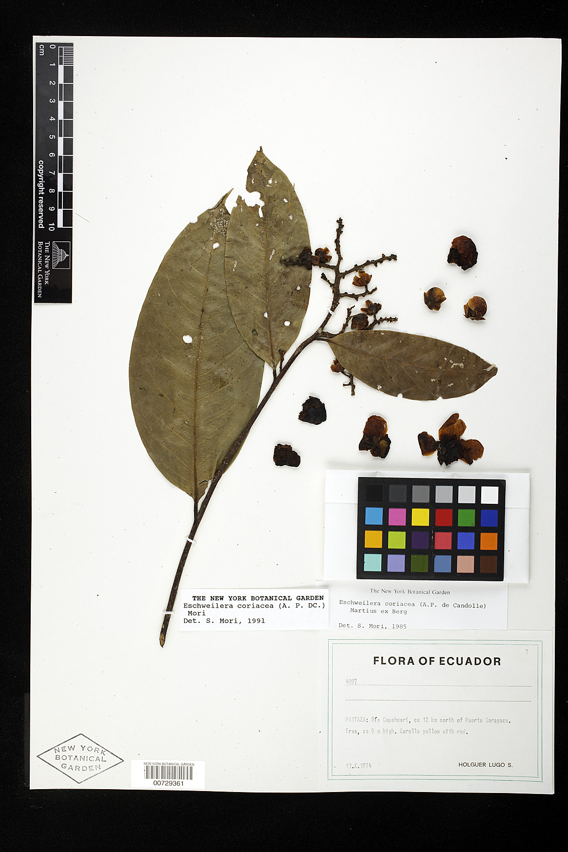 Eschweilera coriacea image
