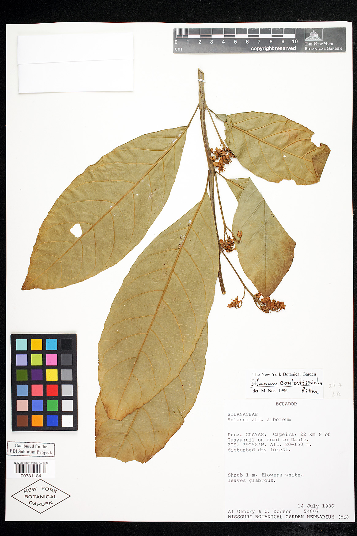 Solanum confertiseriatum image