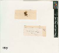 Zygodon linearifolius image