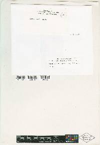 Zygodon ovalis image