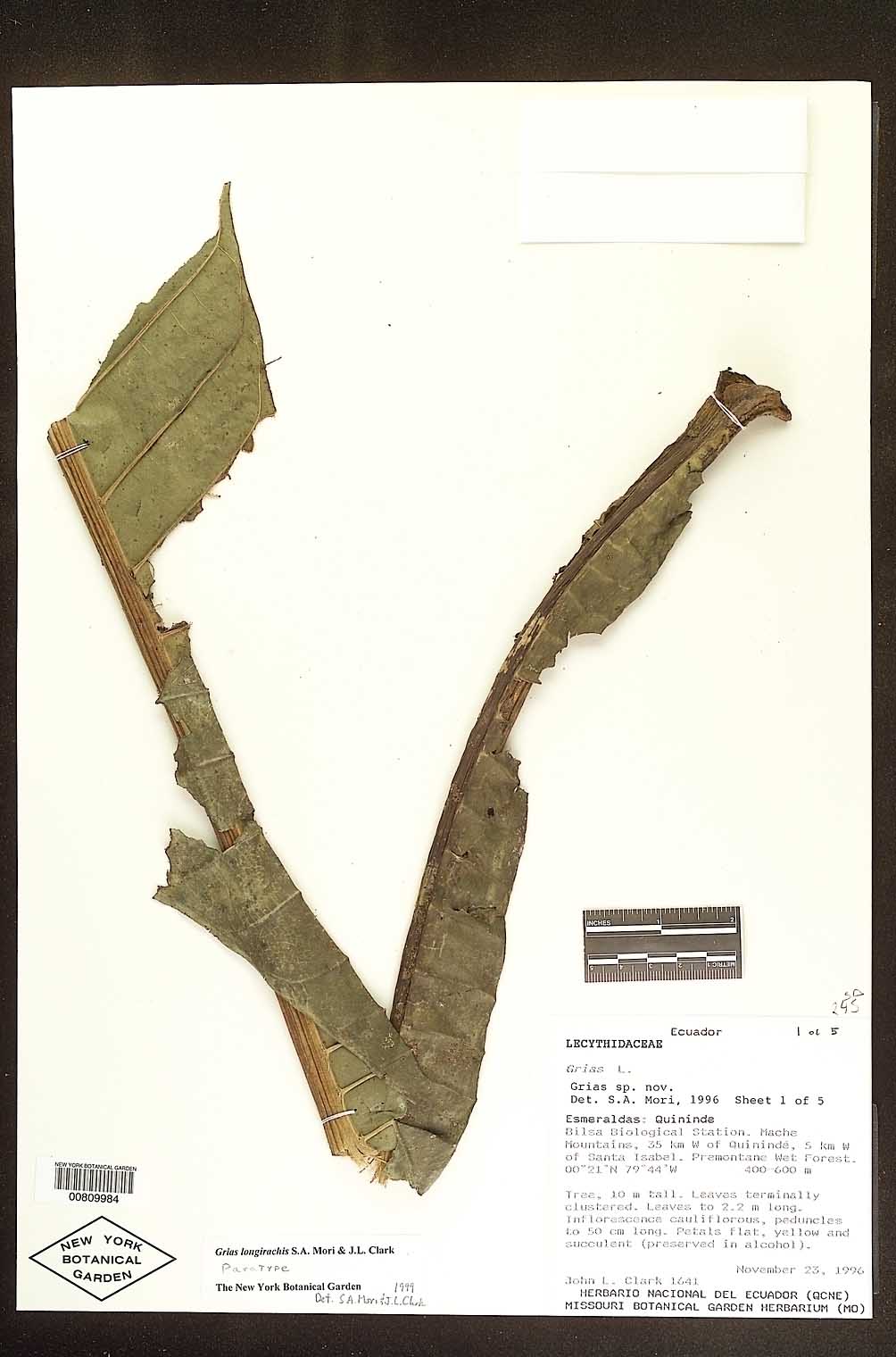 Grias longirachis image