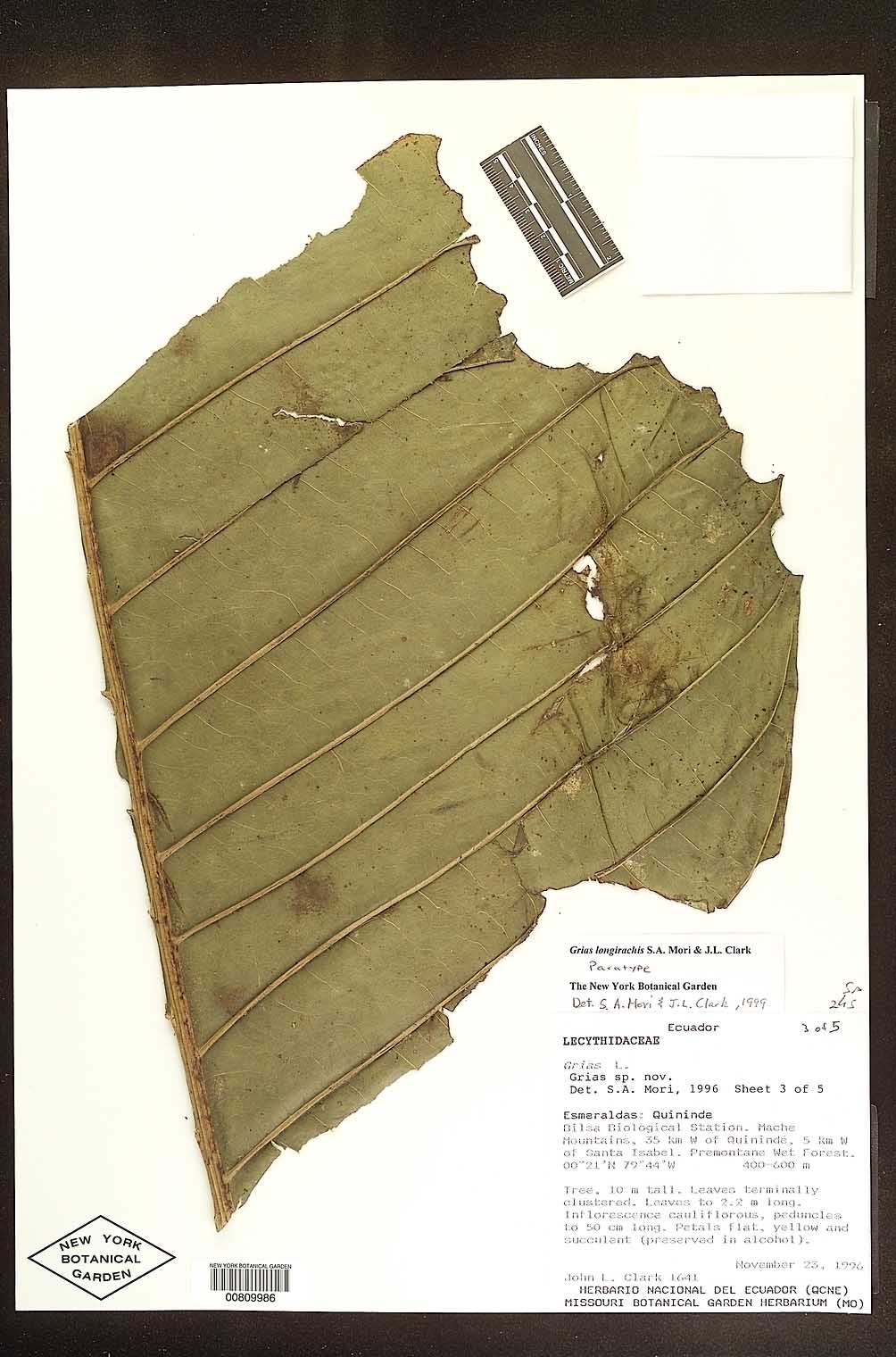 Grias longirachis image