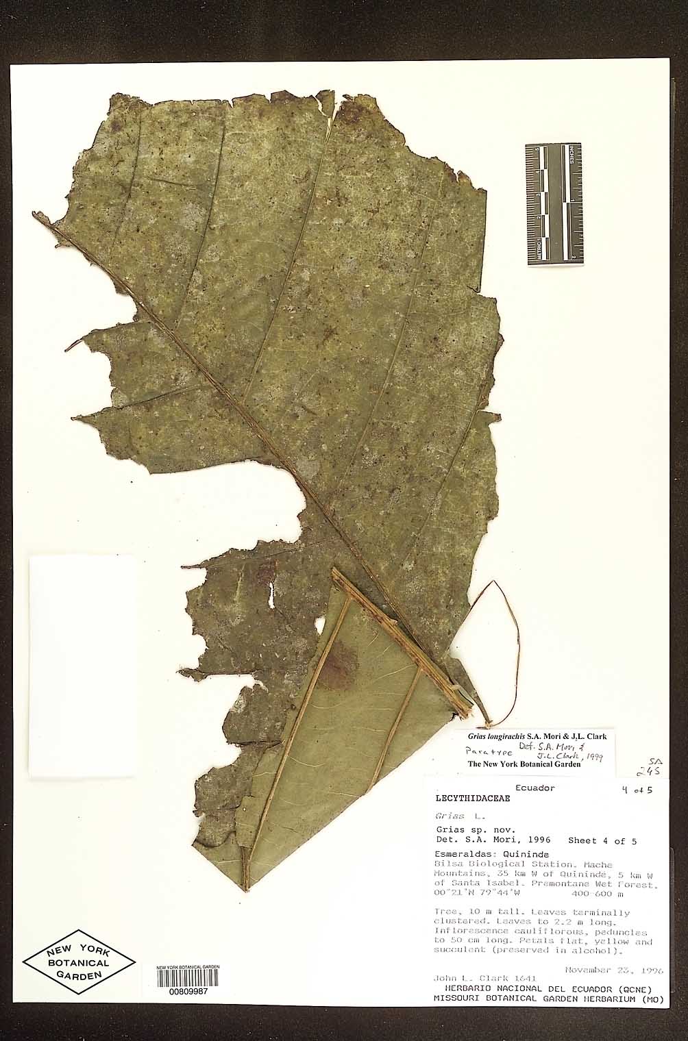 Grias longirachis image