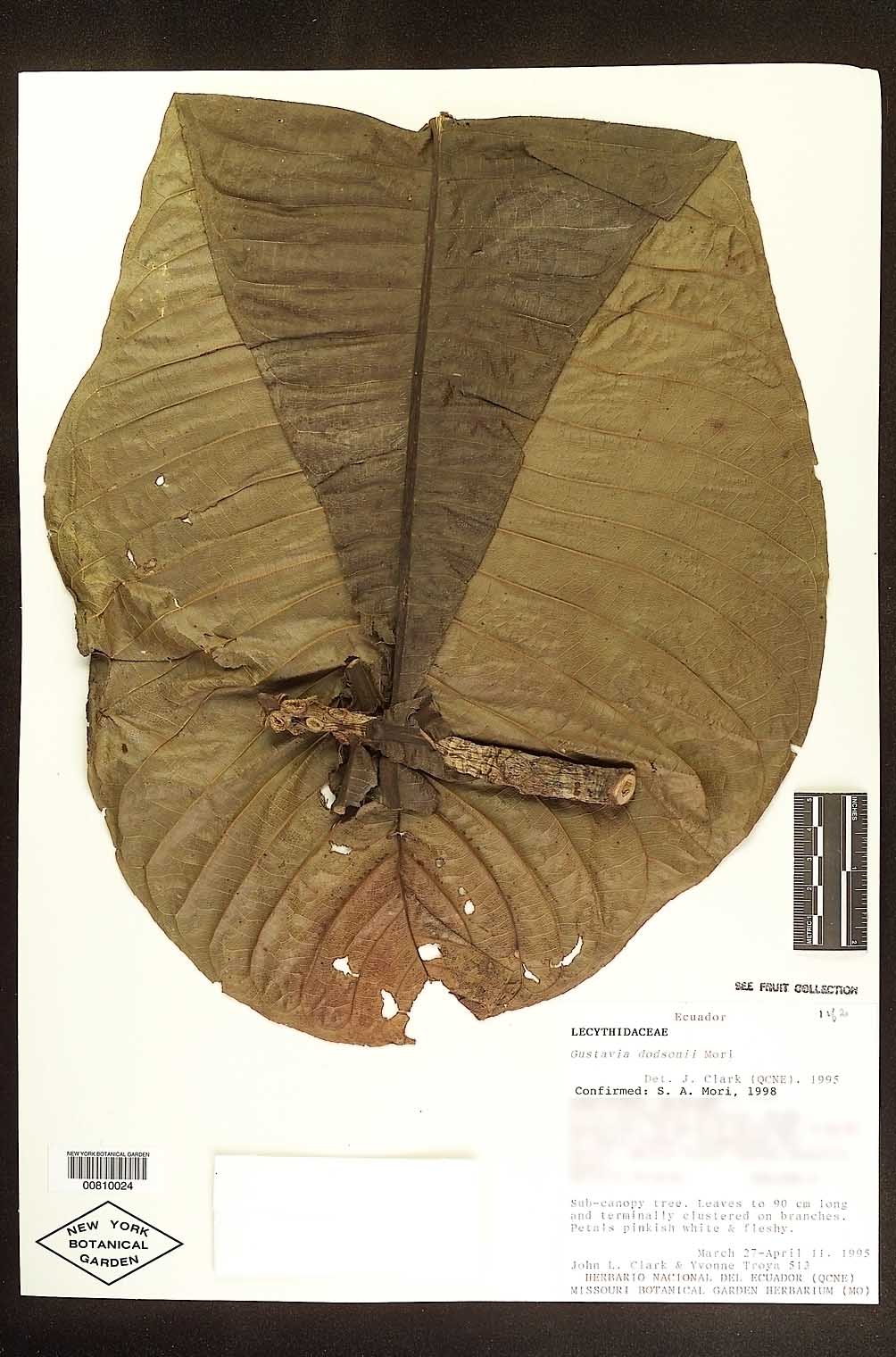 Gustavia johnclarkii image