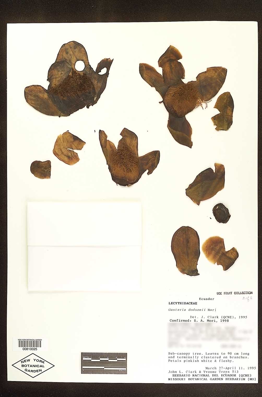 Gustavia johnclarkii image