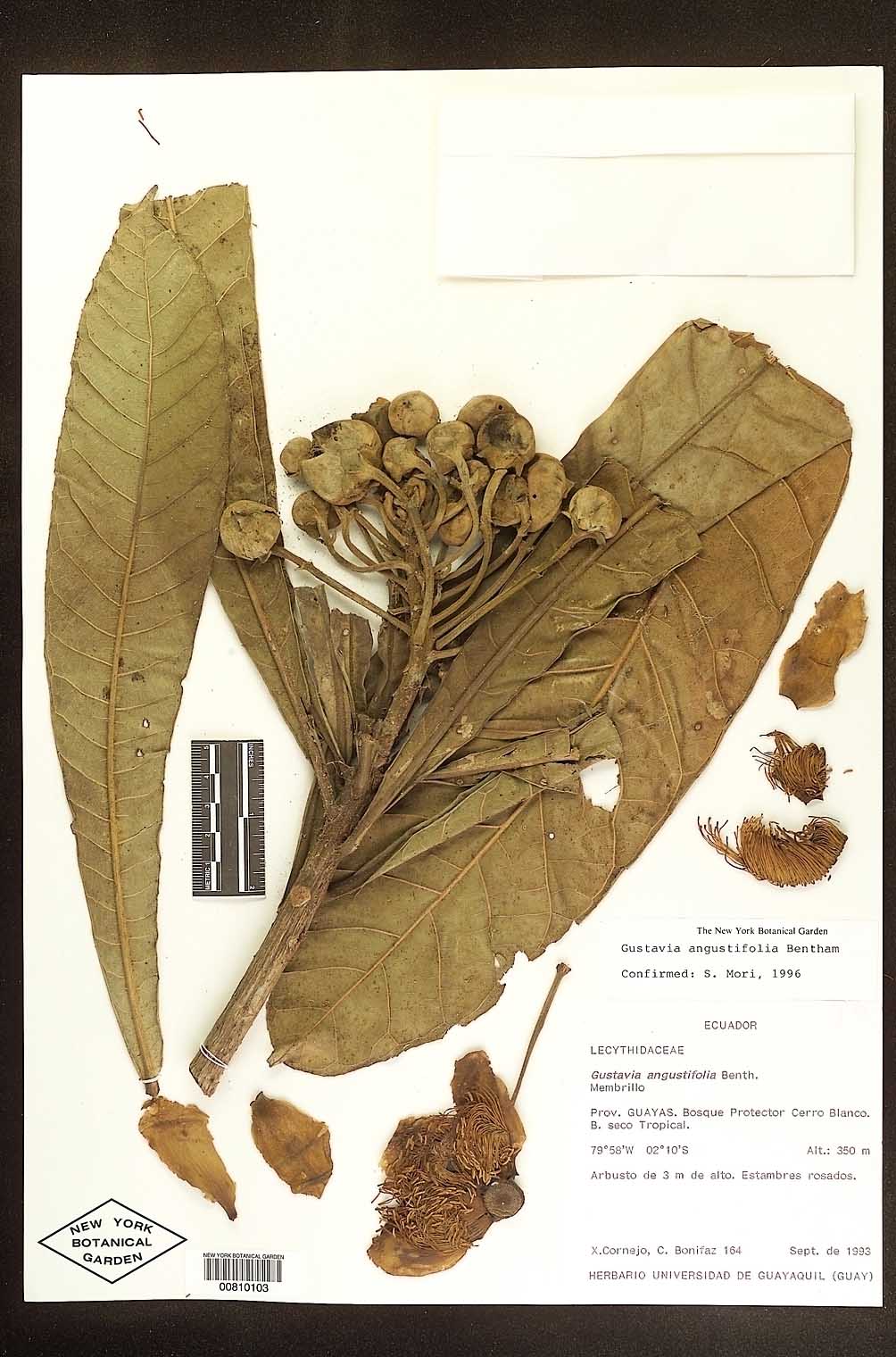 Gustavia angustifolia image