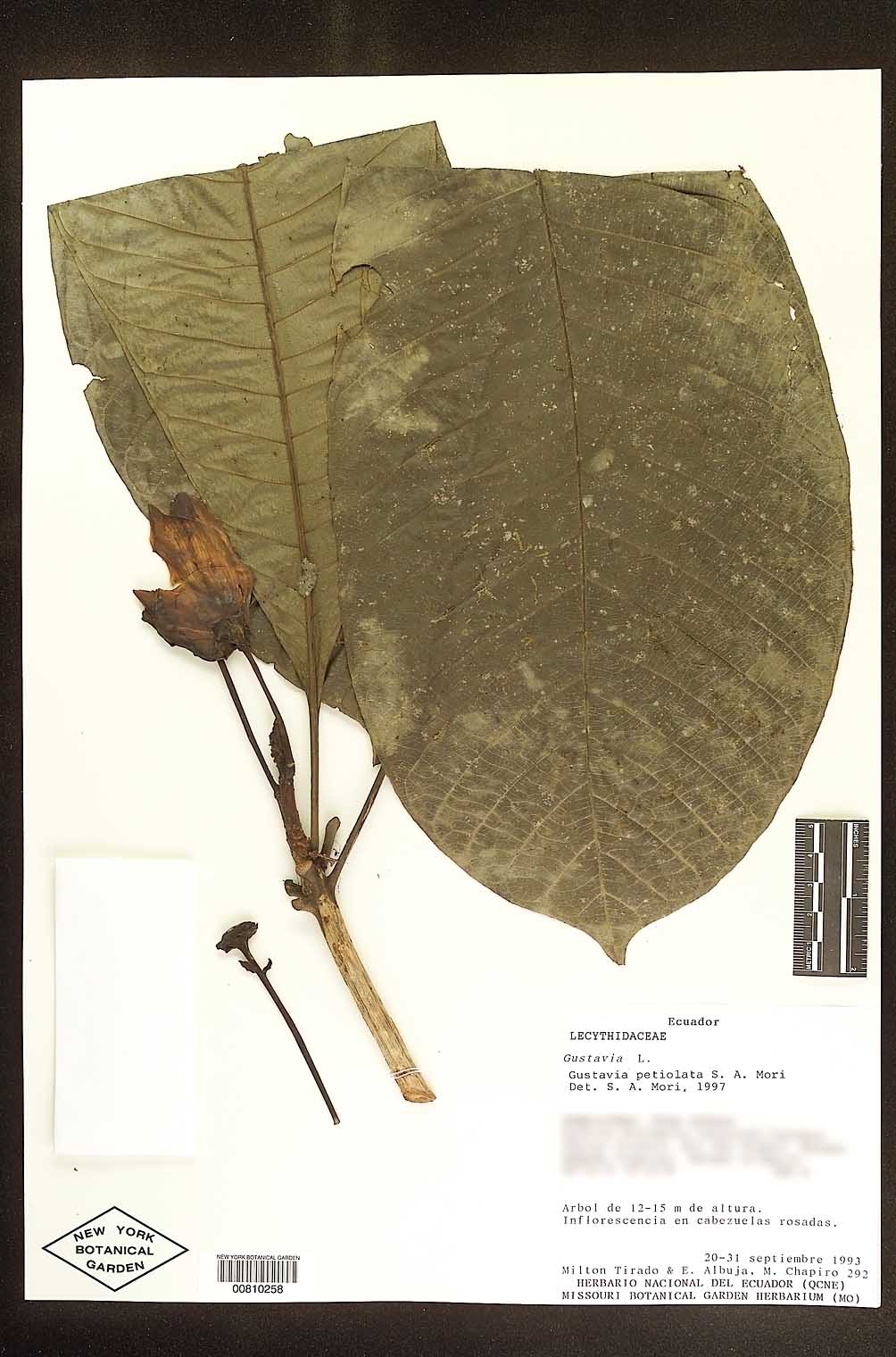 Gustavia petiolata image