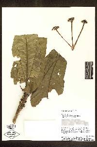 Gustavia petiolata image