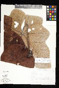 Cecropia virgusa image