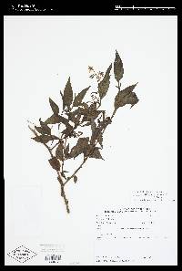 Solanum antisuyo image