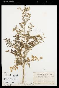 Solanum galapagense image