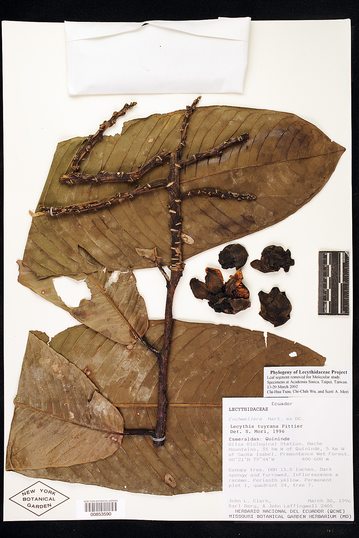 Eschweilera awaensis image