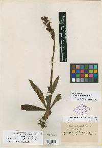 Prescottia crassicaulis image