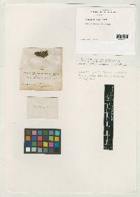 Liochlaena picta image