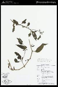 Solanum longifilamentum image