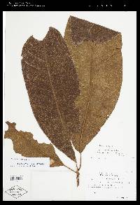 Gustavia macarenensis image