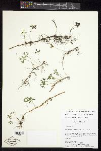 Elaphoglossum tripartitum image