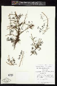 Elaphoglossum tripartitum image