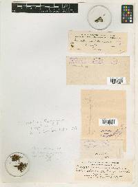 Macromitrium crispatulum image