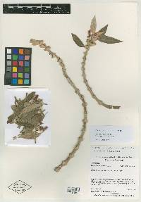 Pentadenia rileyi image