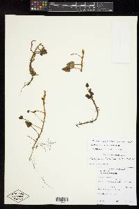 Elaphoglossum andreanum image