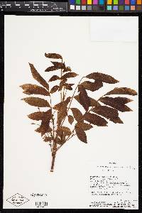 Crepidospermum goudotianum image