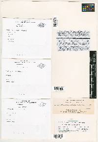 Lepidopilum integerrimum image