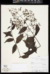 Miconia pichinchensis image