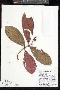 Miconia reducens image