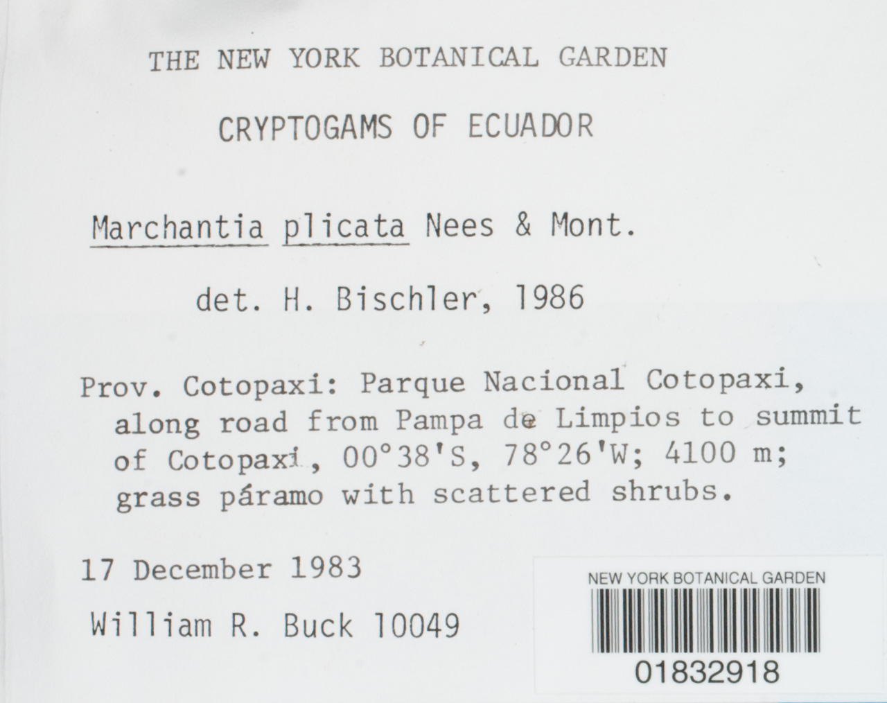 Marchantia plicata image