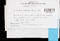 Entosthodon jamesonii image