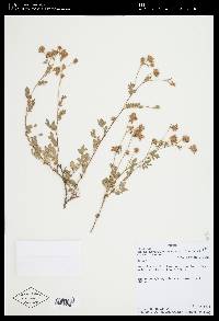 Dalea carthagenensis image