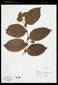Lycianthes acutifolia image
