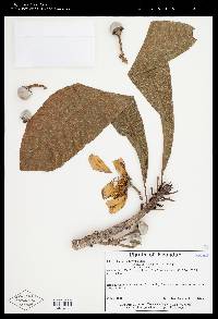 Gustavia longifolia image