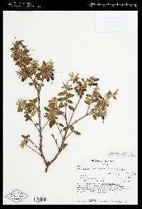 Brachyotum benthamianum image