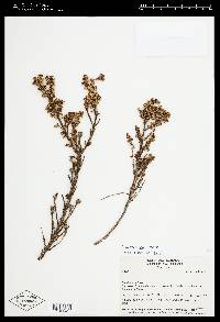 Brachyotum fictum image