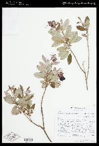 Brachyotum johannes-julii image