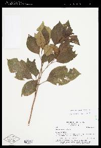 Axinaea macrophylla image