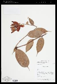 Cavendishia engleriana image