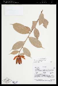 Cavendishia engleriana image