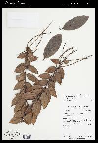 Cavendishia isernii var. pseudospicata image