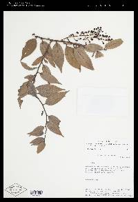 Cavendishia isernii image