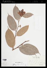 Cavendishia tarapotana image